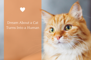 Dream About a Cat Turns Into a Human