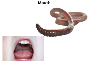 Dream About Worms Coming Out of Your Mouth